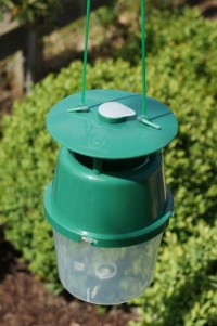 Box Tree Moth Trap Image 2