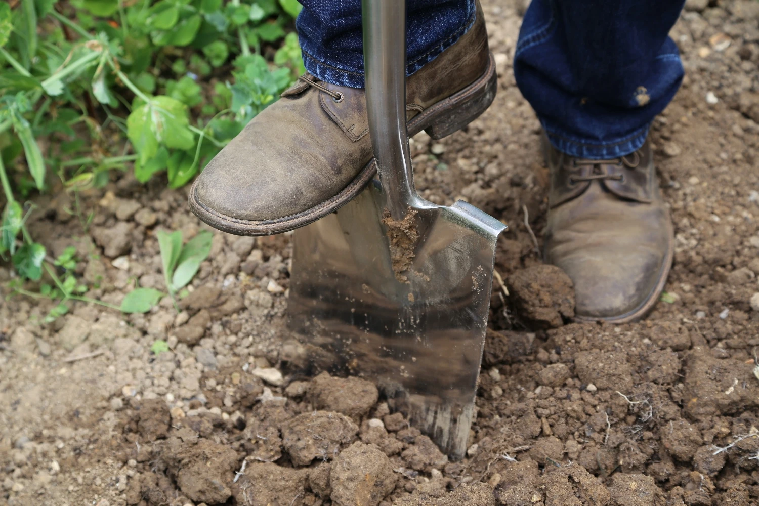 Digging the garden