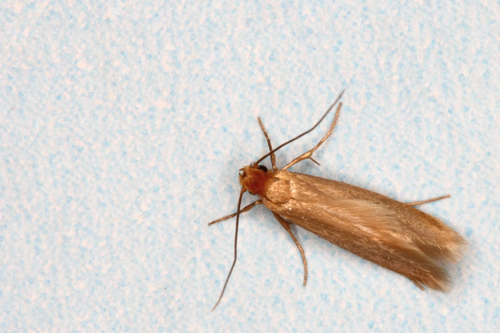Clothes moth