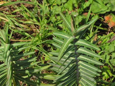 caper spurge