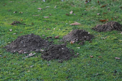 molehills