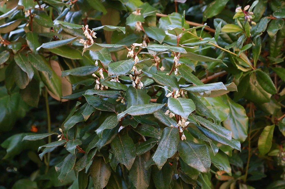 Elaeagnus x ebbingei