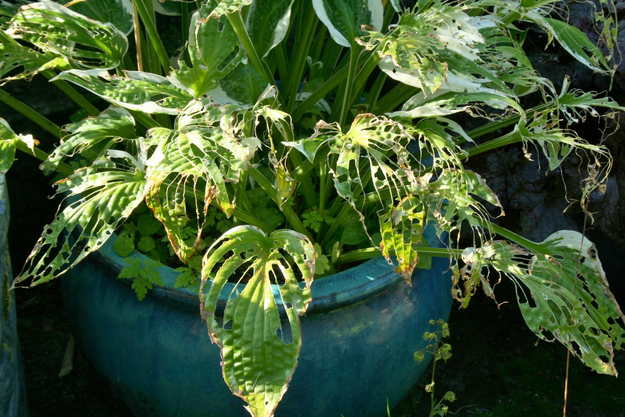 Hosta damage