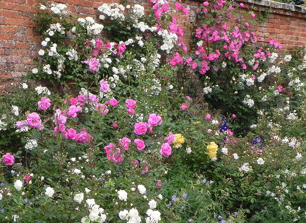 Climbing Roses