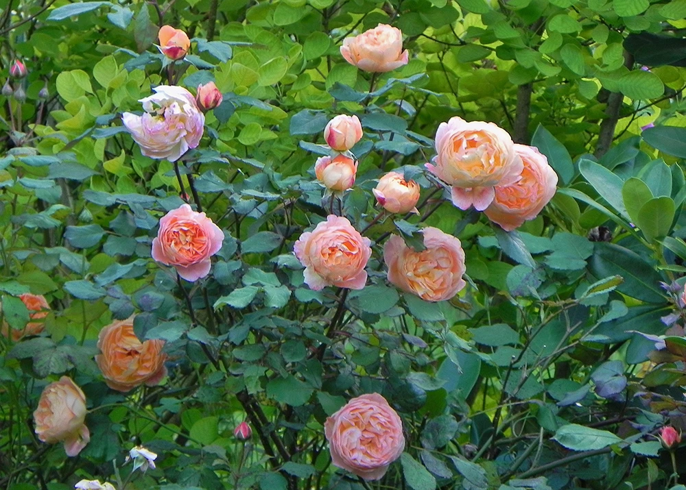 rose lady emma hamilton