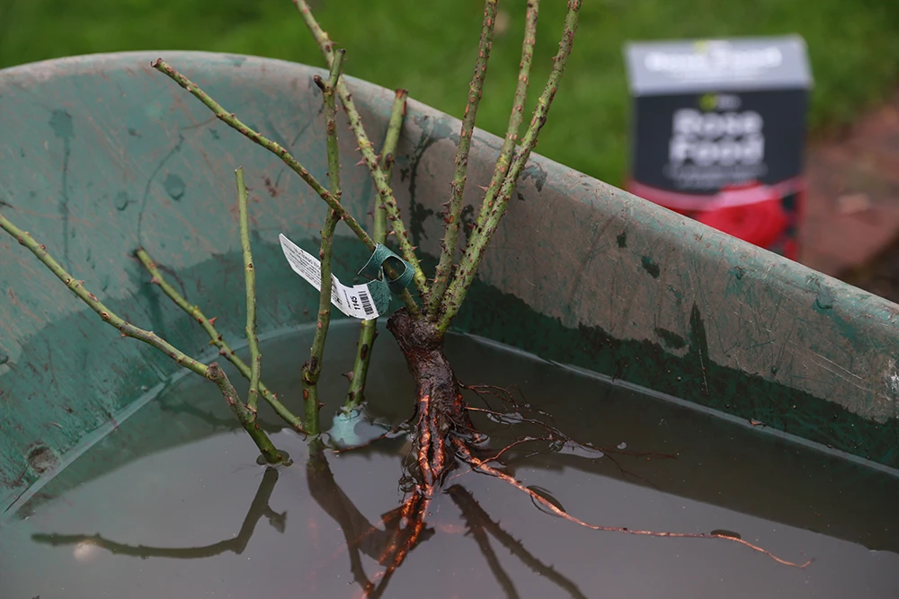 Soaking bare roots of roses